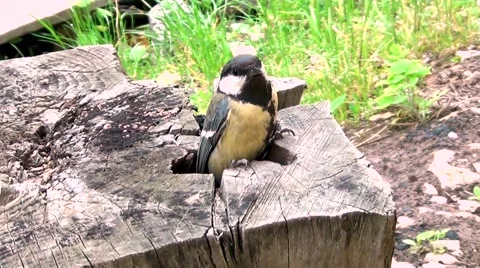 Great bird Vídeo Stock 62935498