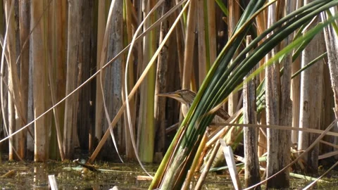 Great bittern Botaurus stellaris hiding in reed thicket, Close-Up Vídeo Stock 333457555