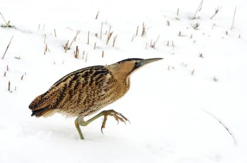 Great Bittern, Botaurus stellaris Stock Photos