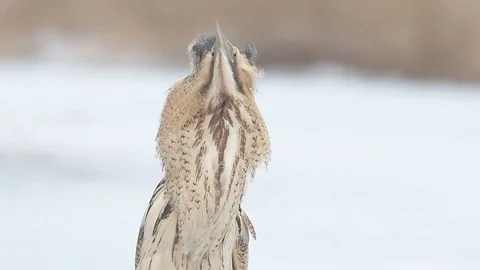 Great bittern (Botaurus stellaris) portrait in the winter. Stock Footage 96305112