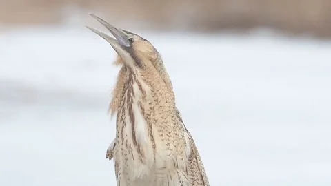 Great bittern (Botaurus stellaris) portrait in the winter. Video stock 96305120