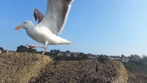 A Great Black-backed Gull in close-up preparing to take-off, then flying. Stock Footage 151722607