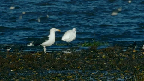 Great Black-Backed Gull has hunted and eats flounder fish Stock Footage 143167009