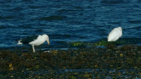 Great Black-Backed Gull has hunted and eats flounder fish Stock Footage 143167447
