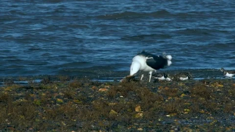 Great Black-Backed Gull has hunted and eats flounder fish Video stock 143167490