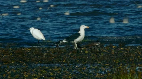 Great Black-Backed Gull has hunted and eats flounder fish Stock Footage 143167494