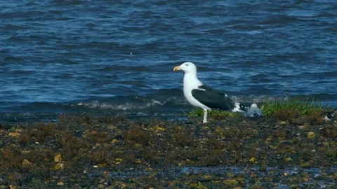 Great Black-Backed Gull has hunted and eats flounder fish Video stock 143167518