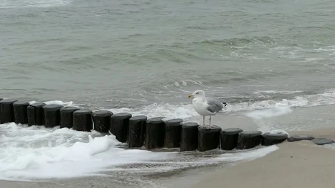 Great black-backed gull (Larus marinus) on beach of baltic sea. stormy weathe 스톡 동영상 82074076