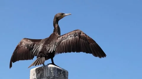 Great black cormorant drying his wings Vídeo Stock 172140959