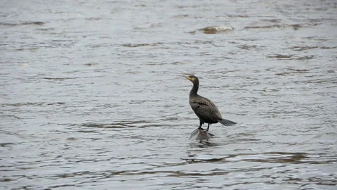 Great black cormorant Stock Footage 146230344