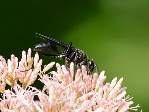 Great Black Digger Wasp Stock Photos