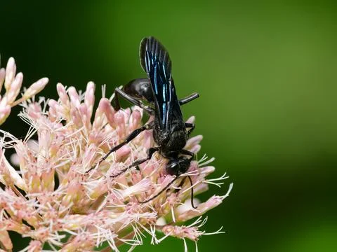 Great Black Digger Wasp Stock Photos
