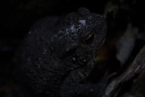 Great black toad Stock Photos
