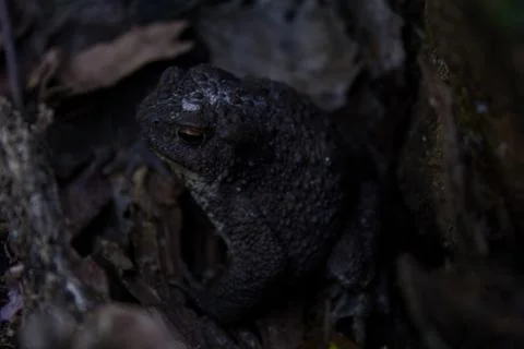 Great black toad Stock Photos
