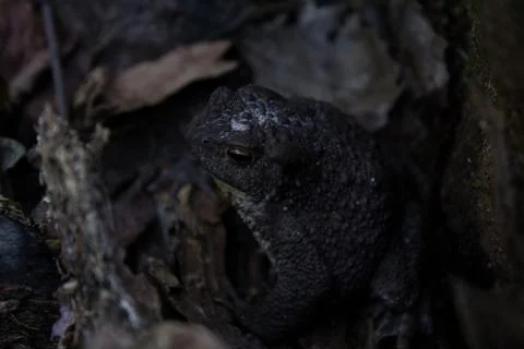 Great black toad Stock Photos