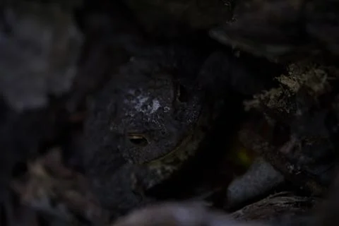 Great black toad Stock Photos