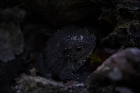 Great black toad Stock Photos