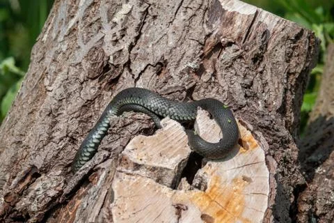 A great blindworm basks on an old tree trunk Stock Photos