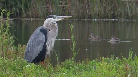 Great Blue Heron 1 Stock Footage 8510448