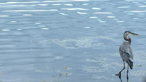 Great Blue Heron 2 4k60fps Stock Footage 340240691