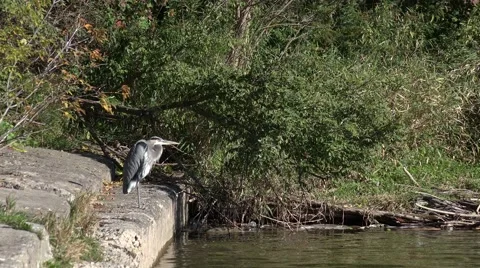 Great Blue Heron (4K) Stock Footage 42690883