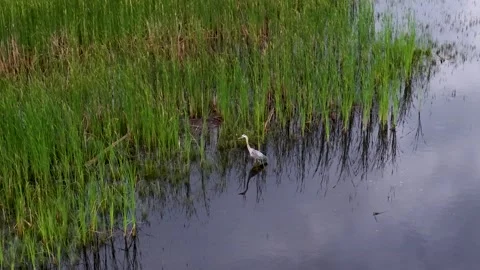 Great Blue Heron Along Reeded Marsh Edge Stock-Footage 346743668