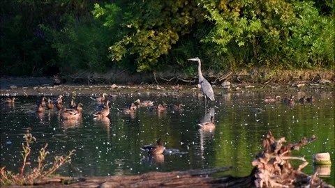 Great Blue Heron and Ducks Stock Footage 206062906