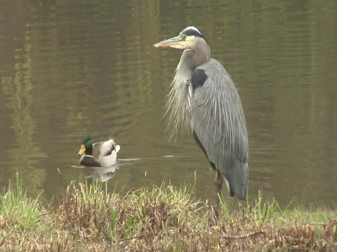 Great Blue Heron and a mallard duck Stock Footage