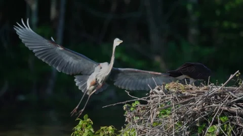A great blue heron and osprey fight over a nest Stock Footage 336489712