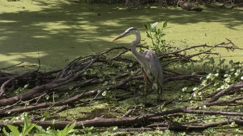  Great Blue Heron and Turtle Stock Footage 345306488