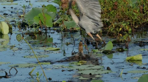 Great Blue Heron attacked by small American Alligator Stock Footage 68614116