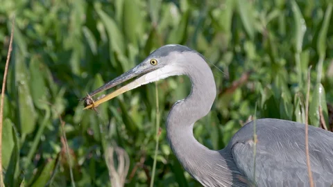 Great blue heron bird eats a fresh water crawfish at Orlando wetlands in Florida Stock Footage 128333477