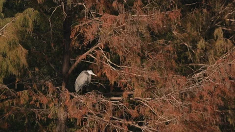 Great blue heron bird in the Fall cedar trees, 4k nature Stock Footage 191670600