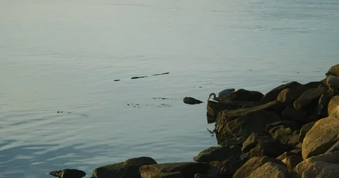 Great Blue Heron bird in Morro Bay, California Stock Footage 99142933