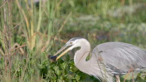 Great blue heron bird pulls up fish with his beak at Orlando wetlands Florida Stock Footage 128328757