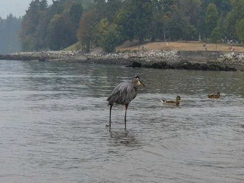 Great blue heron bird wading among ducks water Stock Footage 80972828