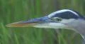 Great blue heron with black and orange beak at Everglades Park, Florida 4k or 4k+ Resolution