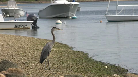 Great blue heron Cape Cod Stock Footage 41667606