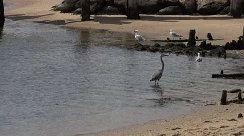 Great blue heron Cape Cod Stock Footage 41667720
