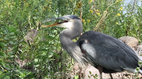 Great Blue Heron with a captured fish – extreme close-up. Stock Footage 345690050