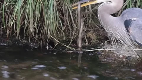 Great Blue Heron with a captured snake. Stock Footage 340172619