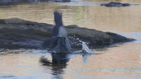 Great Blue Heron Catches Fish 4K Ardea herodias Stock Footage