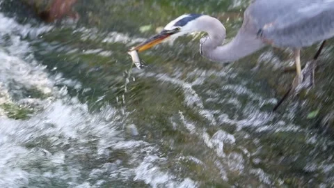 Great Blue Heron Catching a Fish Stock Footage 337151717