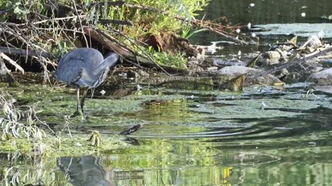 Great Blue Heron catching a fish in the water. Stock Footage 345688674
