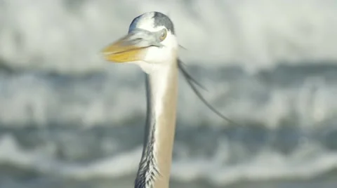 Great Blue Heron Close up Cocoa Beach, FL 12-19-2014 Video stock 45480911