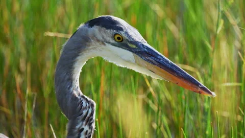 GREAT BLUE HERON CLOSE UP 스톡 동영상 250370652