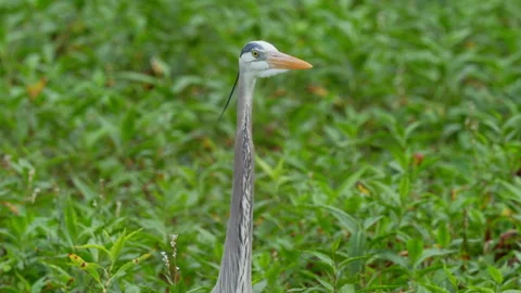 Great Blue Heron Close Up Stock Footage 273246970