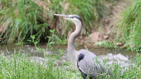 Great Blue Heron Close-Up Stock Footage 336581458