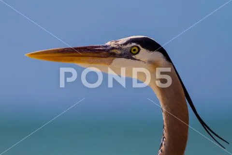 Great blue heron close-up Stock Photos