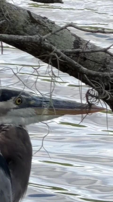 Great blue Heron close up profile framed by branches. Vídeo Stock 347547588